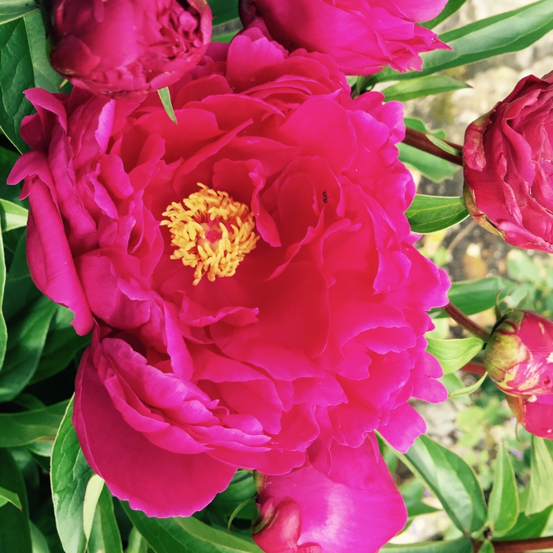 Peony