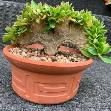 Euphorbia milii cristata 