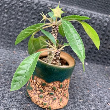 Dorstenia foetida