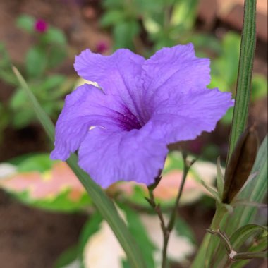 Mexican Petunia