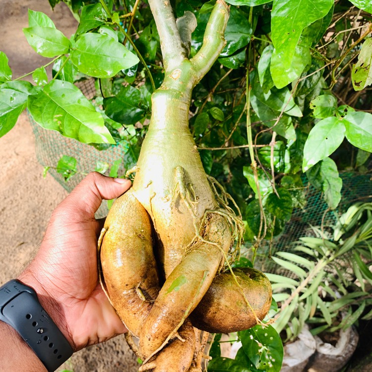 Plant image Adenium Obesum Shada