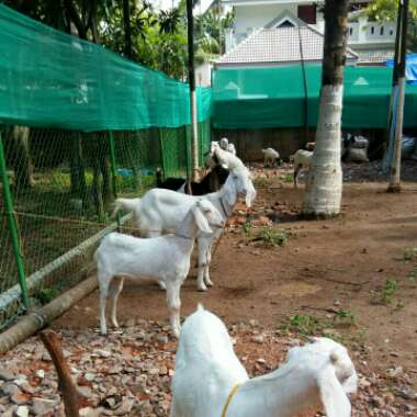 Shaheen's garden