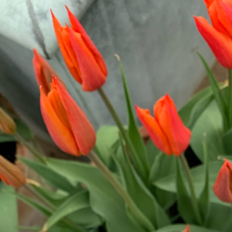 Plant image Tulipa 'Synaeda Orange'