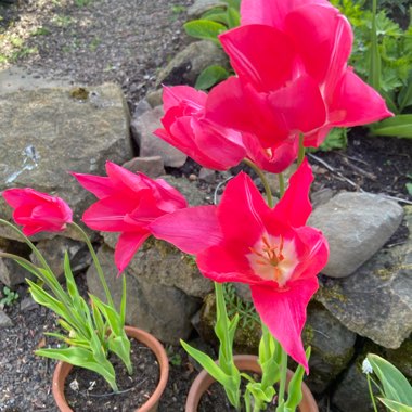 Tulipa 'China Pink'