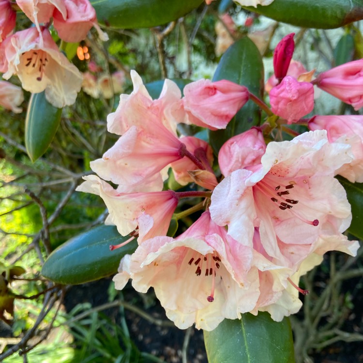 Plant image Rhododendron 'Virginia Richards'