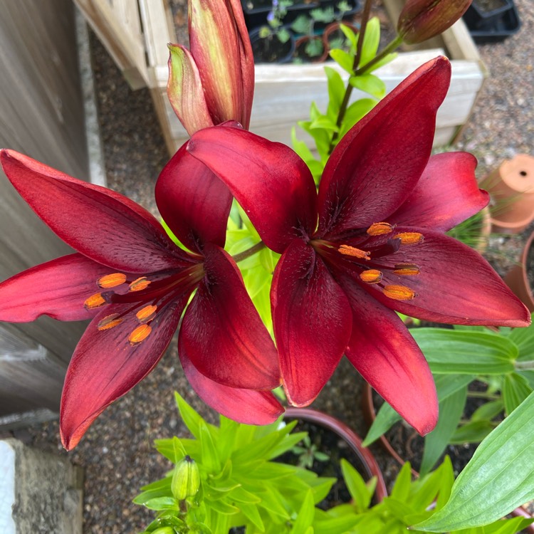 Plant image Lilium 'Monte Negro'