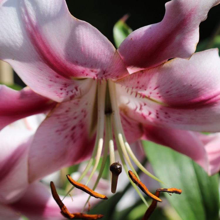 Plant image Lilium Anastasia 