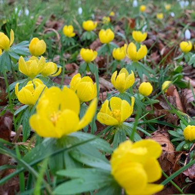 Eranthis hyemalis