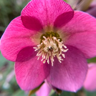 Helleborus x hybridus