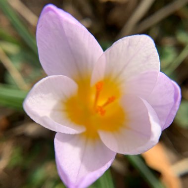 Crocus chrysanthus 'Blue Pearl' syn. Crocus biflorus 'Blue Pearl'