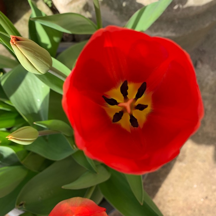 Plant image Tulipa 'Esmee'