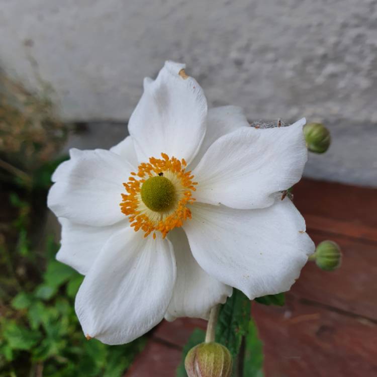 Plant image Anemone x hybrida 'Andrea Atkinson'