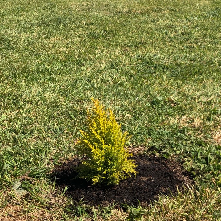 Plant image Cupressus macrocarpa 'Wilma' syn. Cupressus macrocarpa 'Goldcrest Wilma'