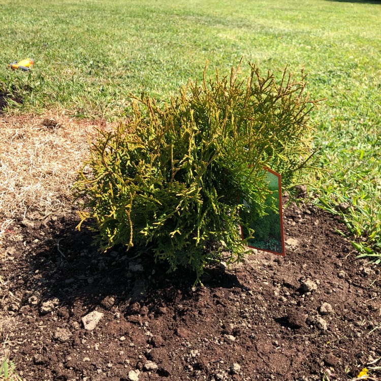 Plant image Thuja occidentalis 'Golden Globe'