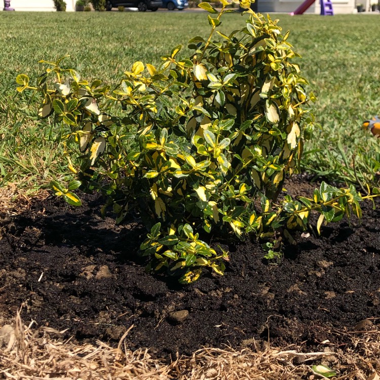 Plant image Euonymus fortunei 'Blondy'