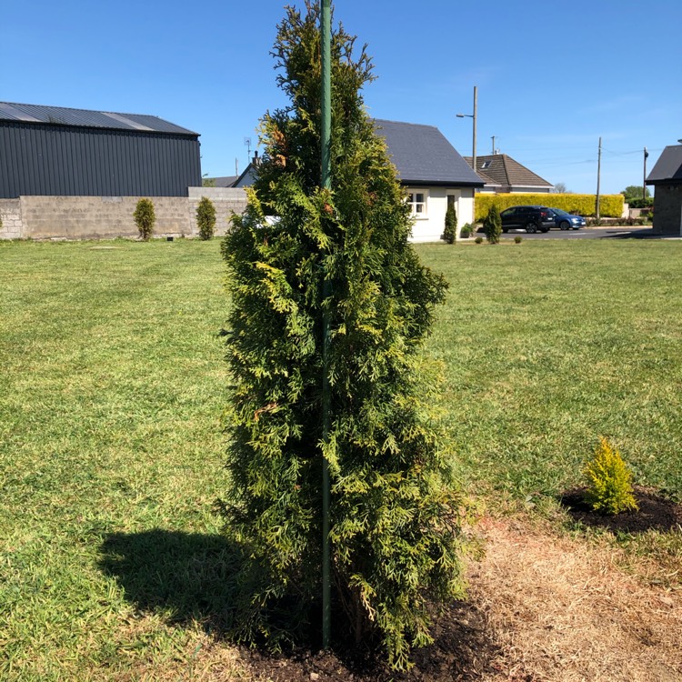 Plant image Thuja occidentalis 'Smaragd'