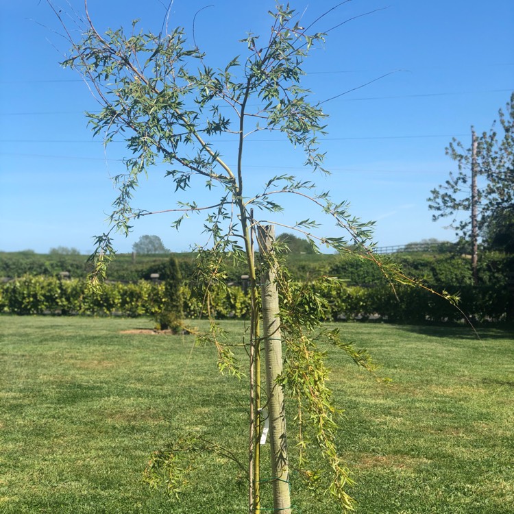 Plant image Salix Alba