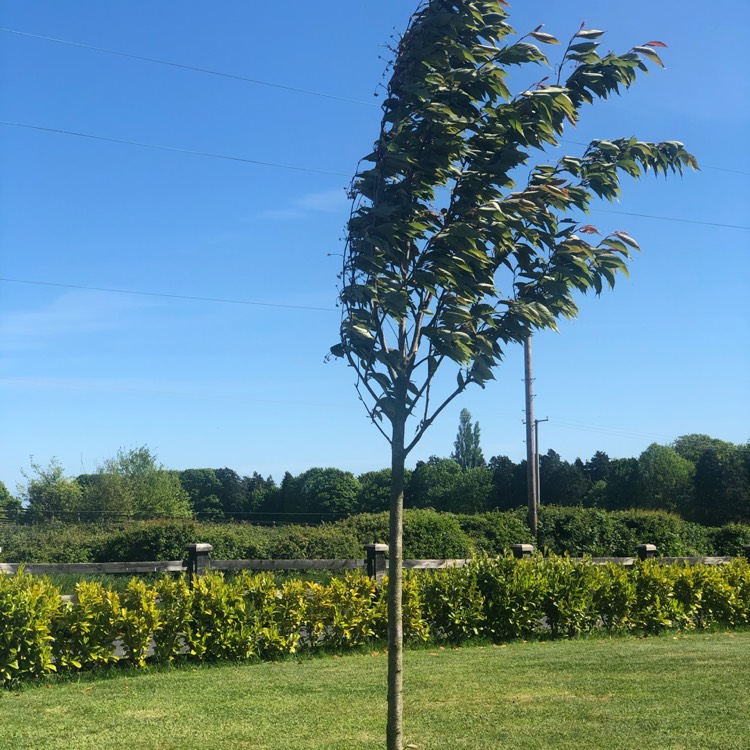 Plant image Prunus 'Kanzan'