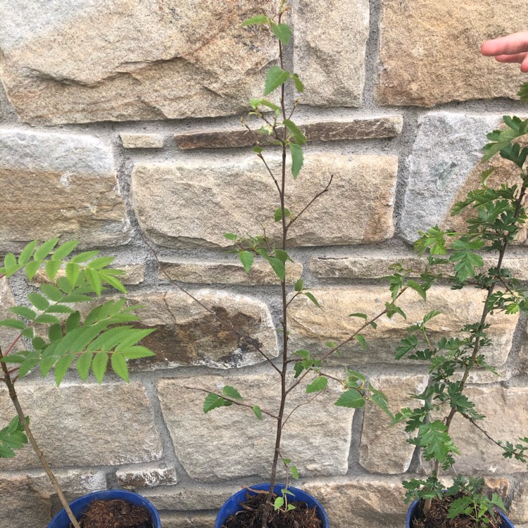 Plant image Betula pendula