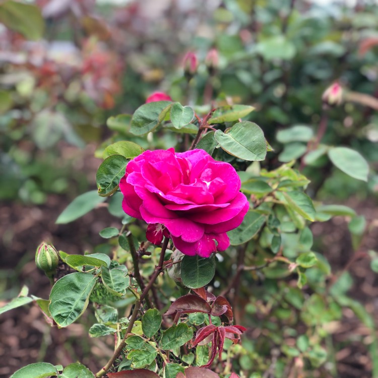 Plant image Rosa 'Old Port'