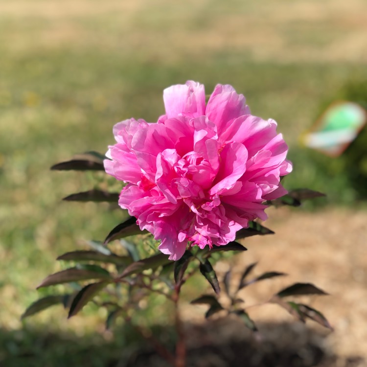 Plant image Paeonia lactiflora 'Monsieur Jules Elie'