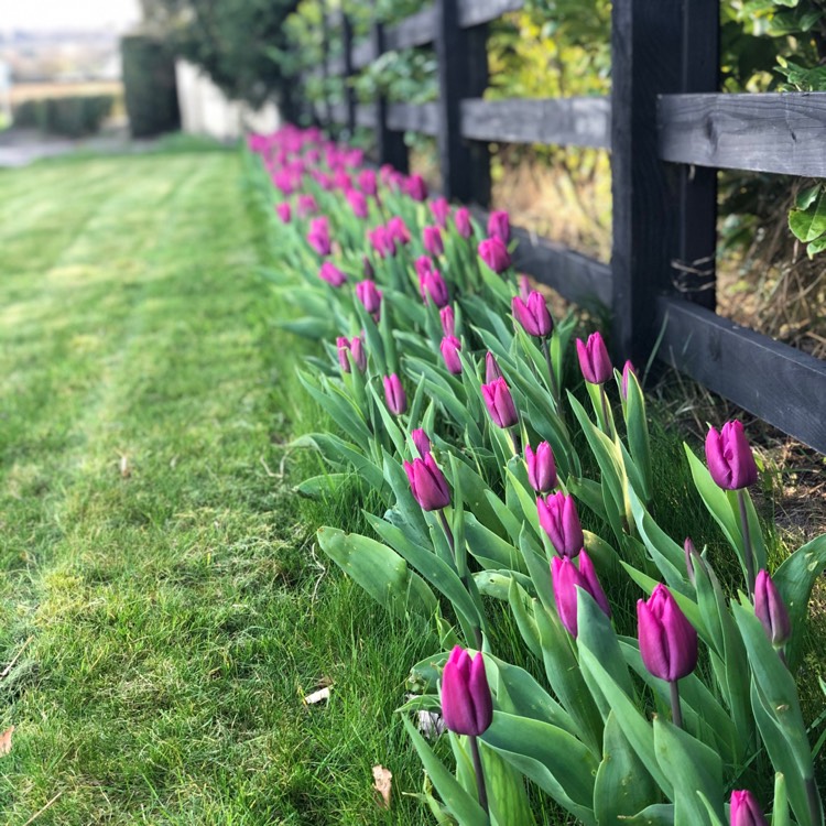 Plant image Tulipa 'Negrita'