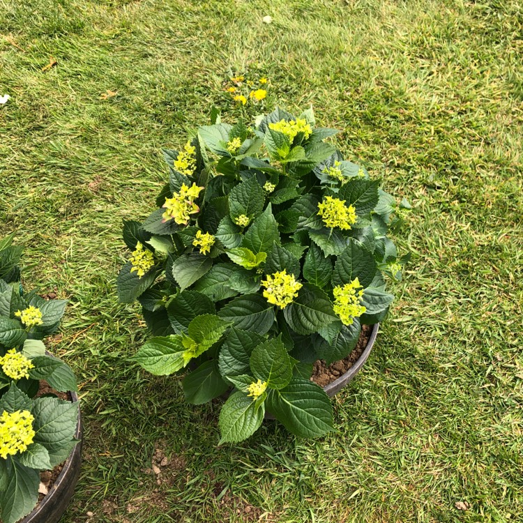 Plant image Hydrangea macrophylla 'Blue Danube'