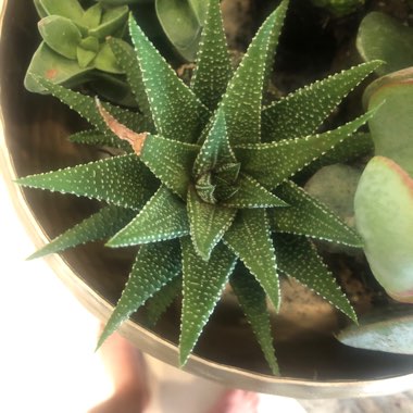 Haworthia