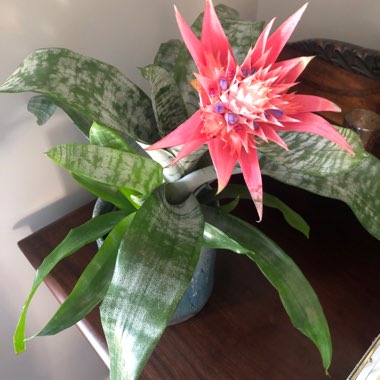 Bromeliad Aechmea fasciata