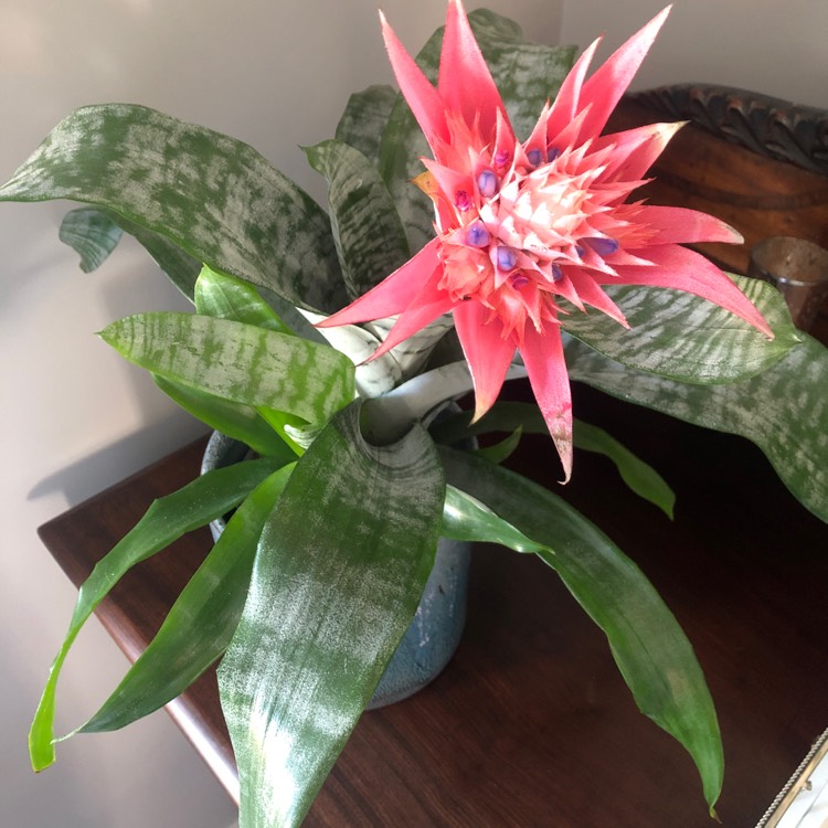 Plant image Aechmea fasciata