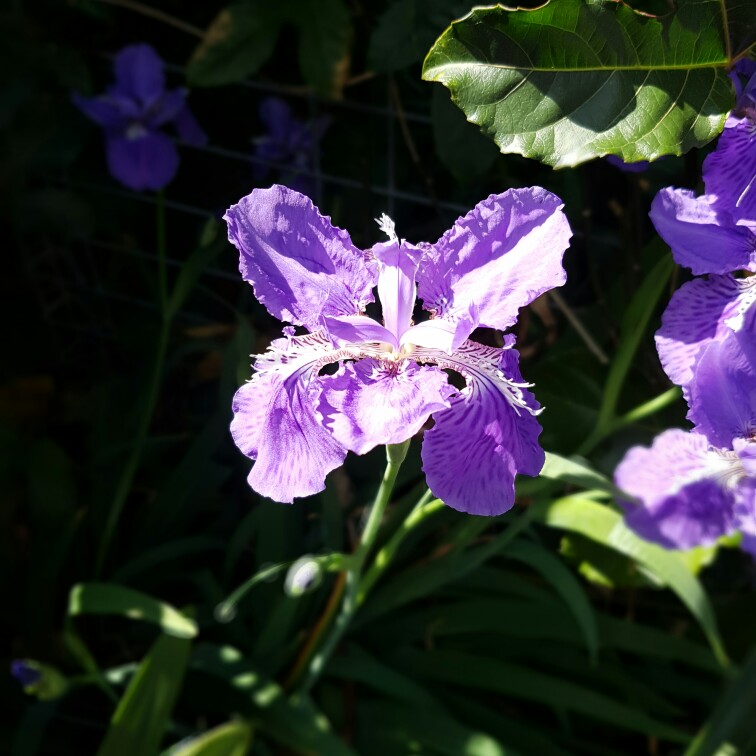 Plant image Iris x germanica 'Millennium Falcon'