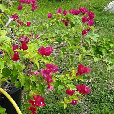 Bougainvillea x buttiana 'Barbara Karst'