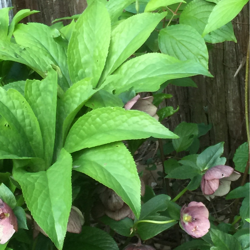 Plant image Helleborus x hybridus 'Red Lady' (Lady Series)