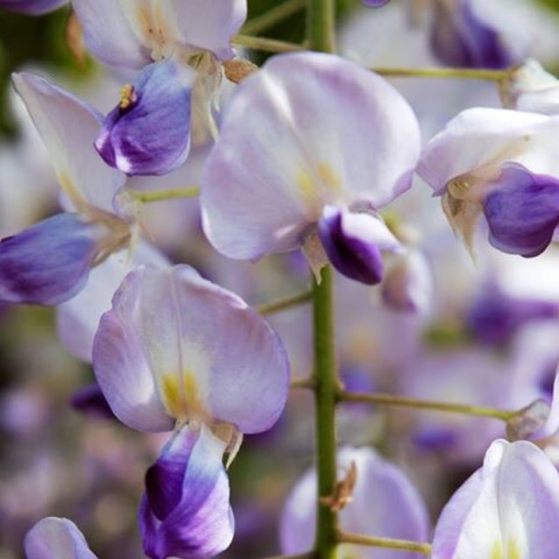 Plant image Wisteria floribunda macrobotrys 'Multijuga'