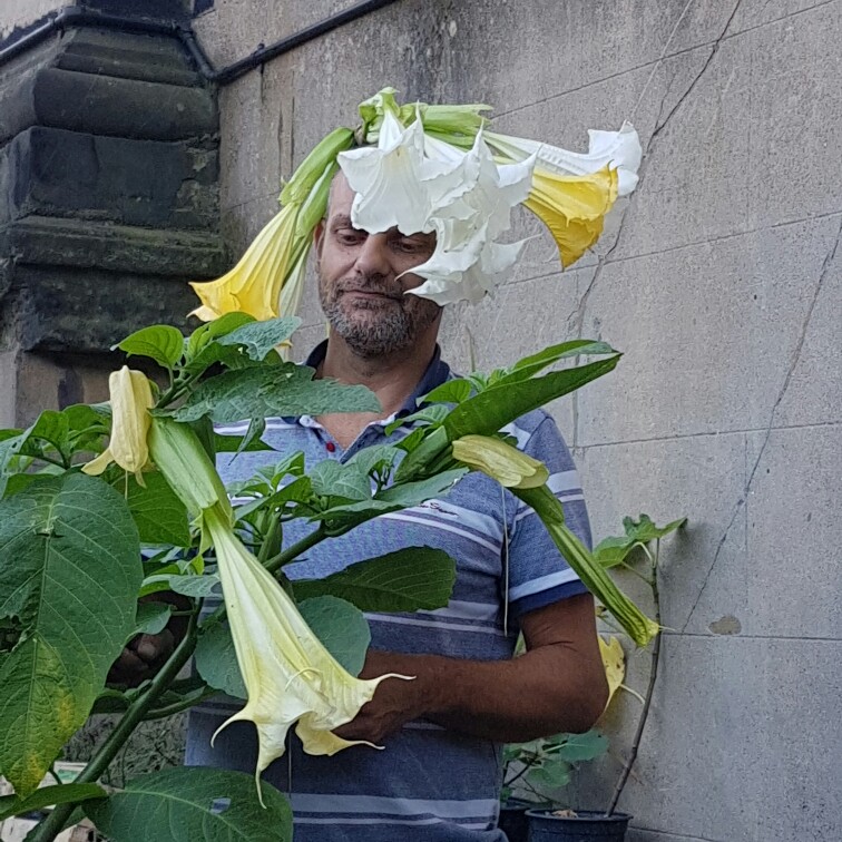 Angel's Trumpet