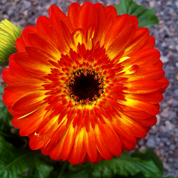 Plant image Gerbera 'Lollipop'