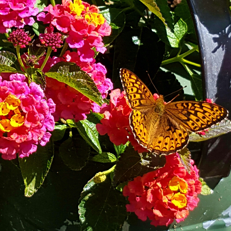 Plant image Lantana camara 'Lucky™ Sunrise Rose'