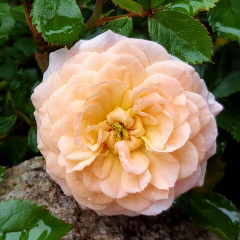 Plant image Rosa 'Meimirrote' syn. Rosa 'Apricot Drift'