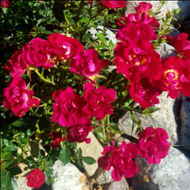 Rose 'Red Drift' (Ground Cover)