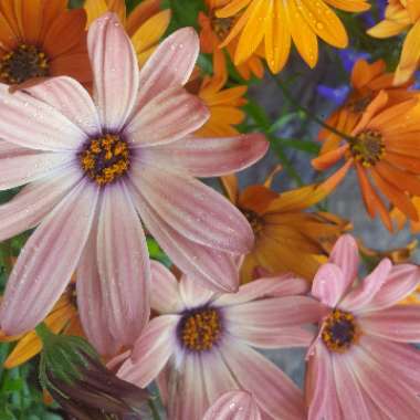 African Daisy Margarita