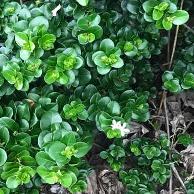 Night-blooming Jasmine