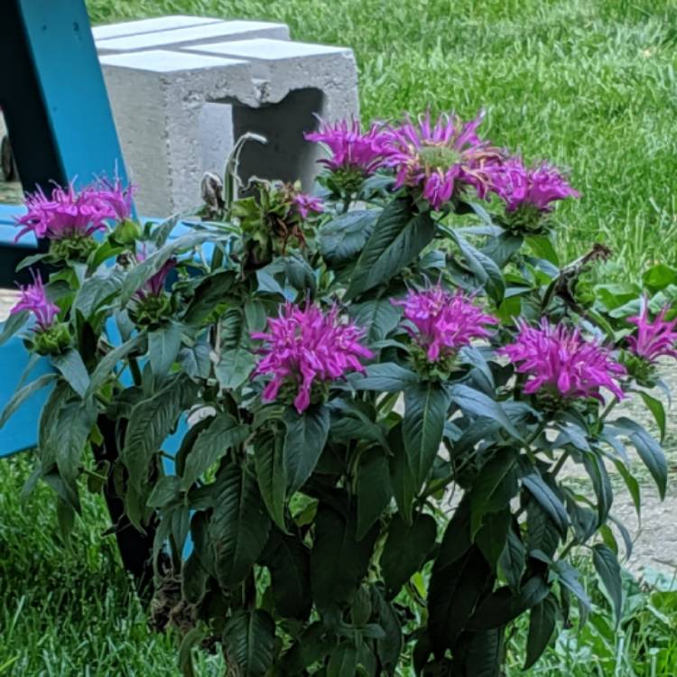 Plant image Monarda Didyma 'Balmy Lilac'