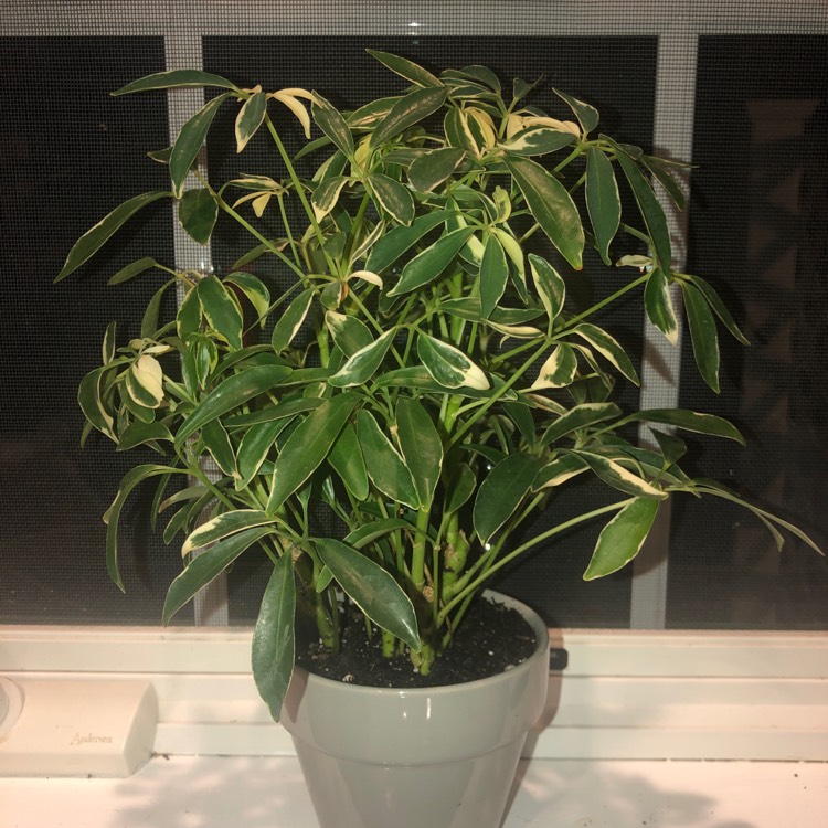 Plant image Schefflera arboricola 'Moondrop'