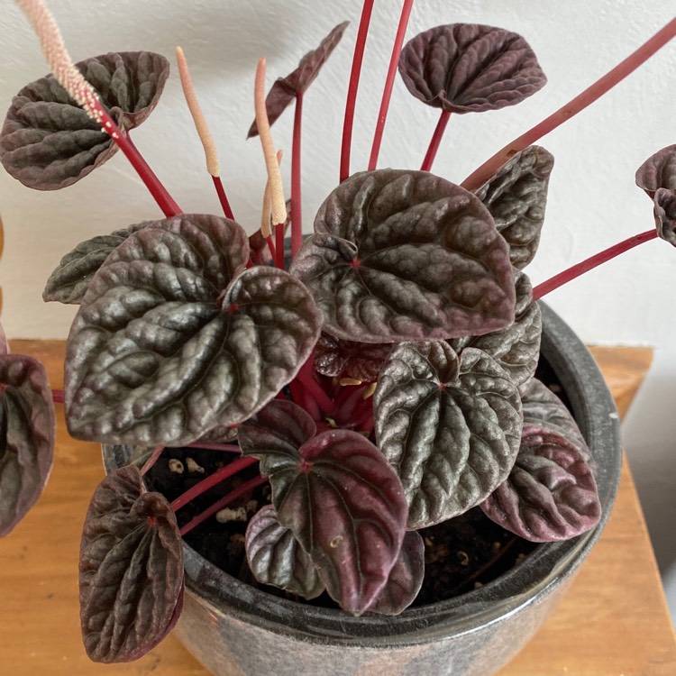 Plant image Peperomia caperata 'Emerald Ripple'