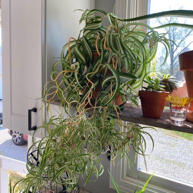 Spider Plant 'Bonnie'