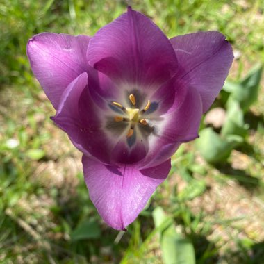 Tulip 'Royal Acres' (Double Early)