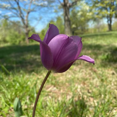 Tulip 'Royal Acres' (Double Early)