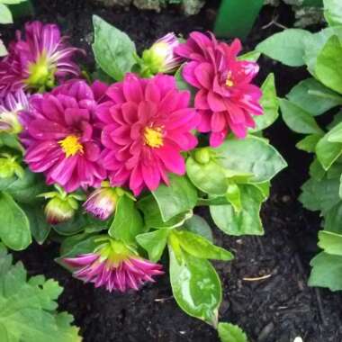 Dahlia 'Dahlinova Hypnotica Rose Bicolor' (Bedding)