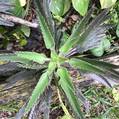 Mother of Thousands