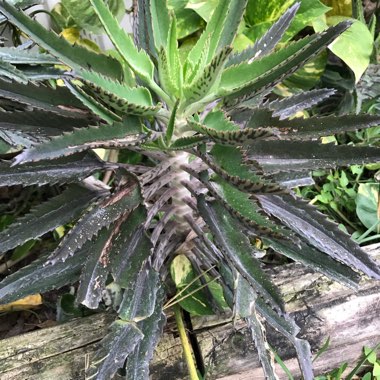 Kalanchoe daigremontiana syn. Bryophyllum daigremontianum